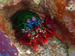 Shiny Mantis Shrimp Eyeballing Me at Puerto Galera, Phili... by Alex Tattersall 